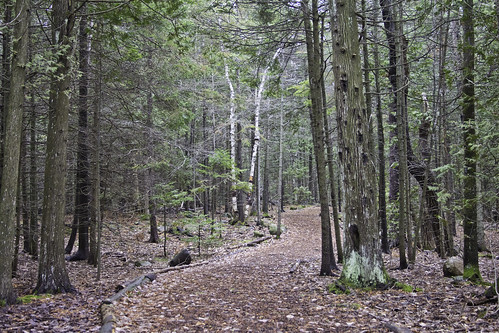 park november autumn trees white ontario canada fall forest bruce national walkway cedar peninsula arborvitae 2014 occidentalis thuja