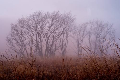 november autumn japan fuji 日本 crazyshin yamanashi 2014 山中湖 富士 山梨県 planart1450zf 南都留郡 nikond4s flickrmarketplace 20141127ds10856