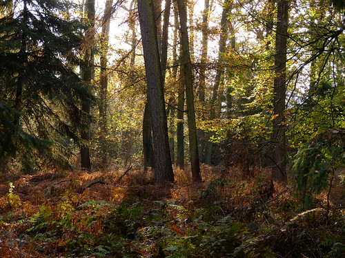 november autumn holland fall netherlands forest woodland woods herfst nederland bos achterhoek winterswijk gelderland gelderschlandschap woold platinumheartaward hijink panasonicdmcfz150 1190202