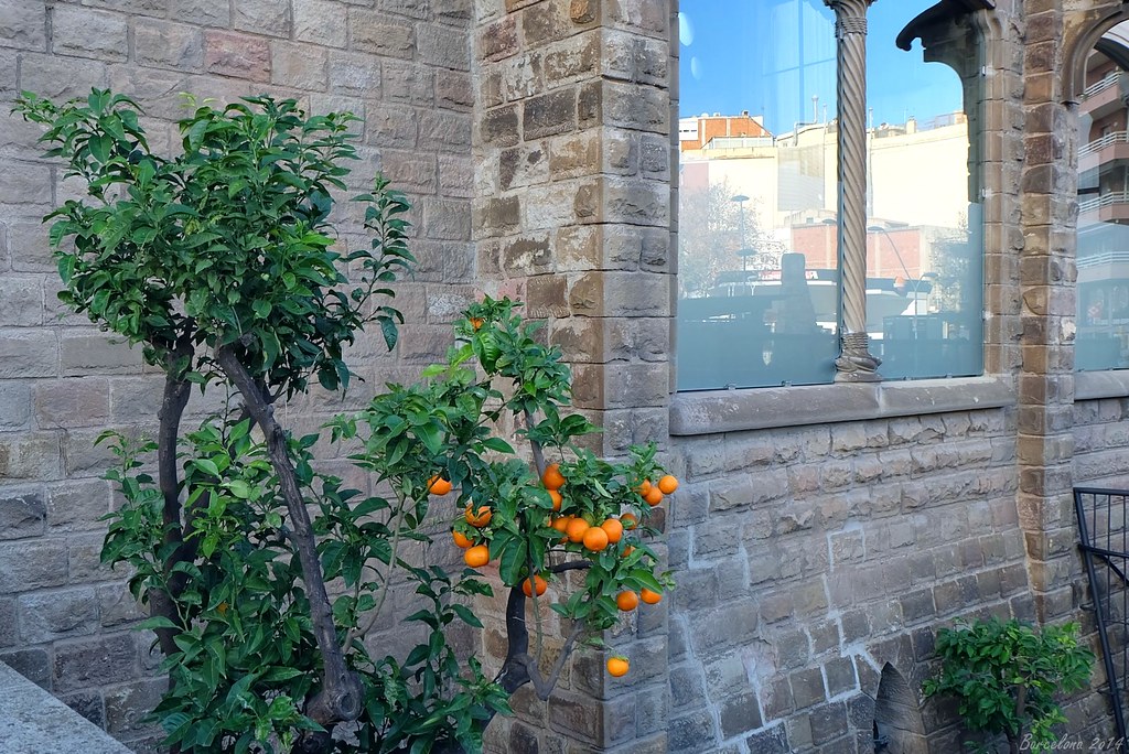 Barcelona day_2, Orange, Basílica i Temple Expiatori de la Sagrada Família
