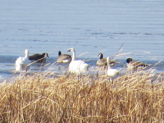 Tundra Swan at Hennepin and Hopper Lakes in Putnam County, IL