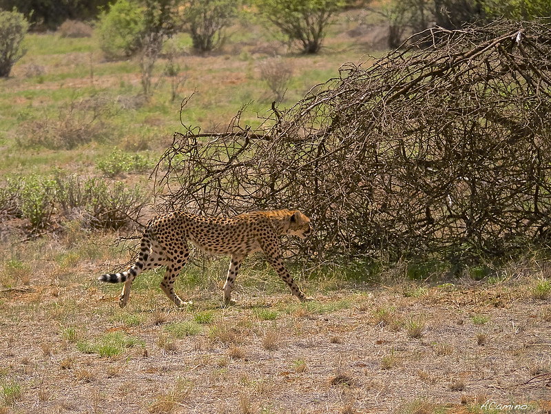 Safari en Samburu: Jirafas, Elefantes, Leones, Guepardos y muchísimos pájaros - 12 días de Safari en Kenia: Jambo bwana (58)