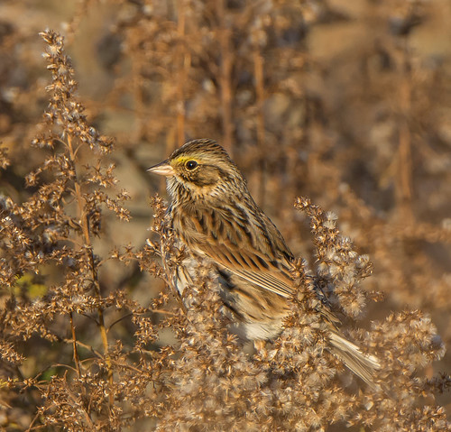 bird goldenrod sparrow savannahsparrow passerculussandwichensis