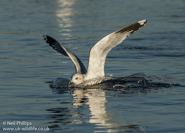 common gull landing