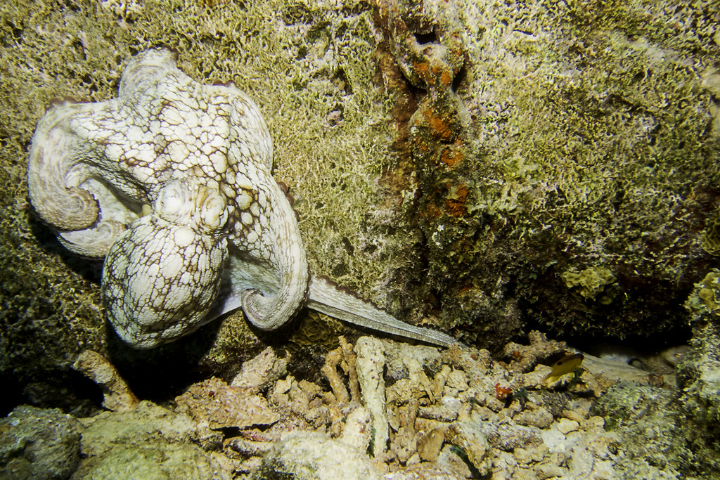 Octopuses mating