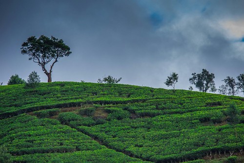 landscape tea srilanka mackwood