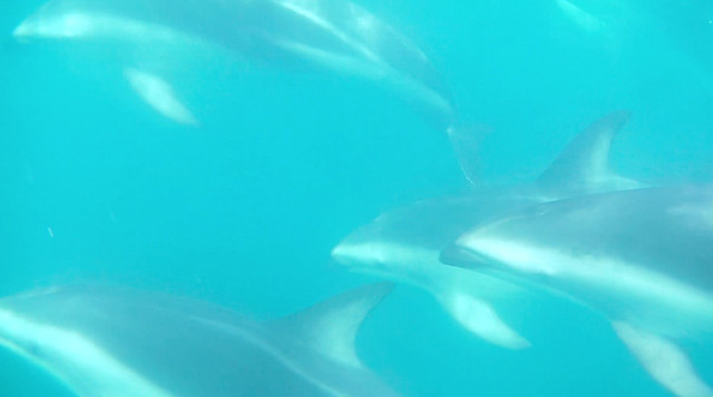 Swimming with dusky dolphins in Kaikoura, New Zealand