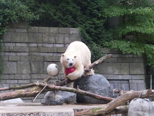 Anori mit rotem Ball, Zoo Wuppertal