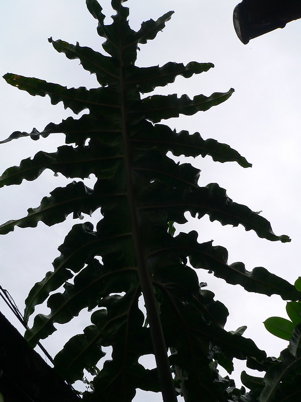 Philodendron sp., Clitorea ternatea [id. non terminée] 15558376804_7161f215af_c