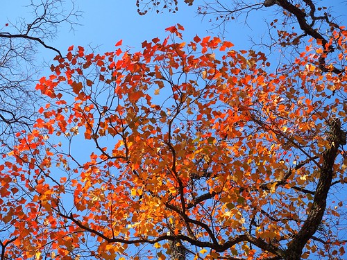 秋の奈良公園を行く