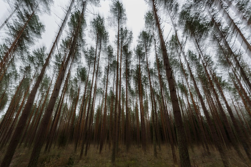 trees blur forest nikon sweden d750 handheld sverige shaky 1635 uppsalalän