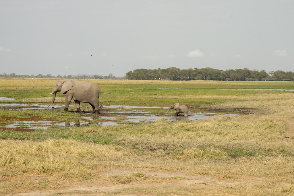 AMBOSELI II - MEMORIAS DE KENIA 14 días de Safari (8)