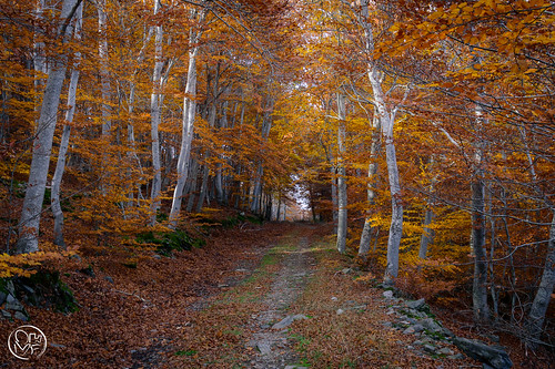 españa flora nikon europa arboles camino bosque otoño soria sendero paseos vozmediano 2014 castillayleón hayedo infraestructuras d3200