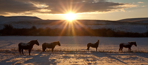 winter horses cold sunrise montana