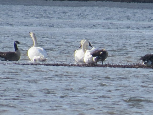 Trumpeter Swan at Hennepin and Hopper Lakes in Putnam County, IL 01