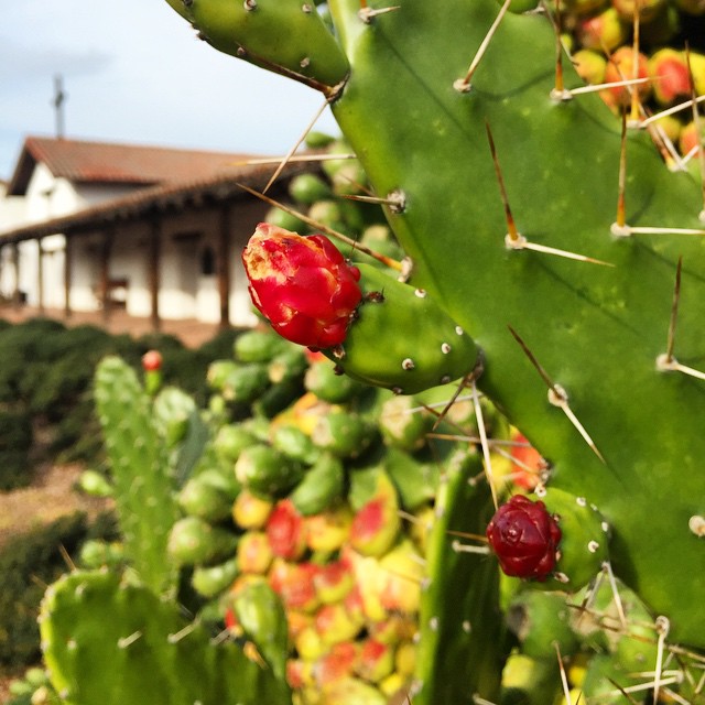 Prickly pear cactus as natural fencing and food for the mission