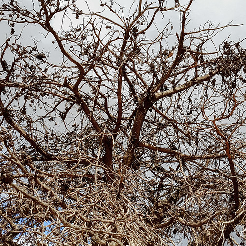 árbol ramas rubénpinella