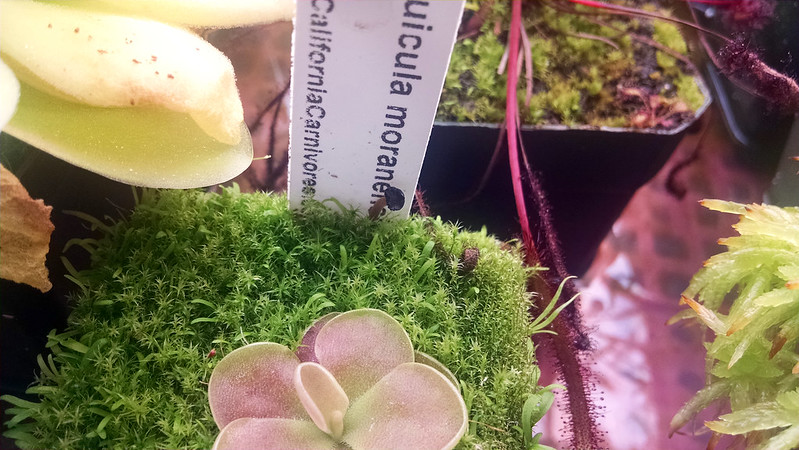 Pinguicula moranensis with mushroom.