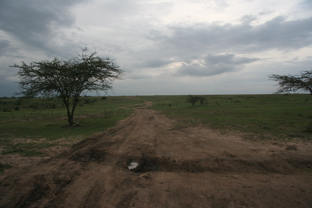 MEMORIAS DE KENIA 14 días de Safari - Blogs de Kenia - MASAI MARA III (29)