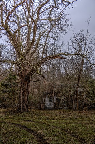 house tree abandoned rural mississippi ruins