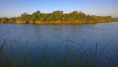 trees nokia louisiana smartphone wetlands marsh waterscape lafourcheparish goldenmeadow ilobsterit lumia1020