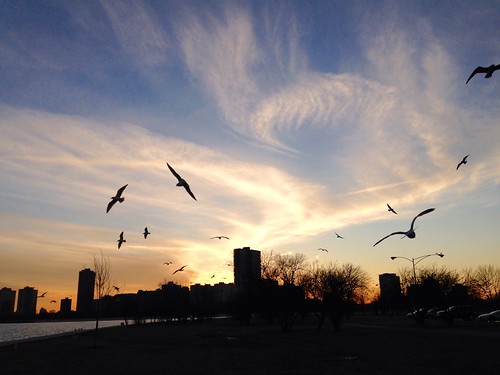 sunset seagulls chicago birds silhouette montroseharbor pw
