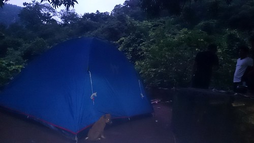 Puppies biting camp