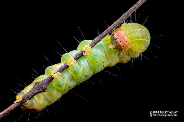 Caterpillar - DSC_3701