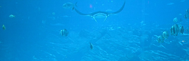 manta ray georgia aquarium 