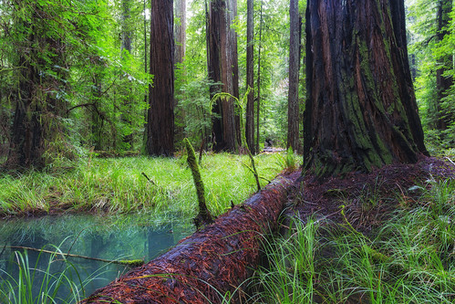 statepark nature humboldt moss log ancient swamp redwood oldgrowth