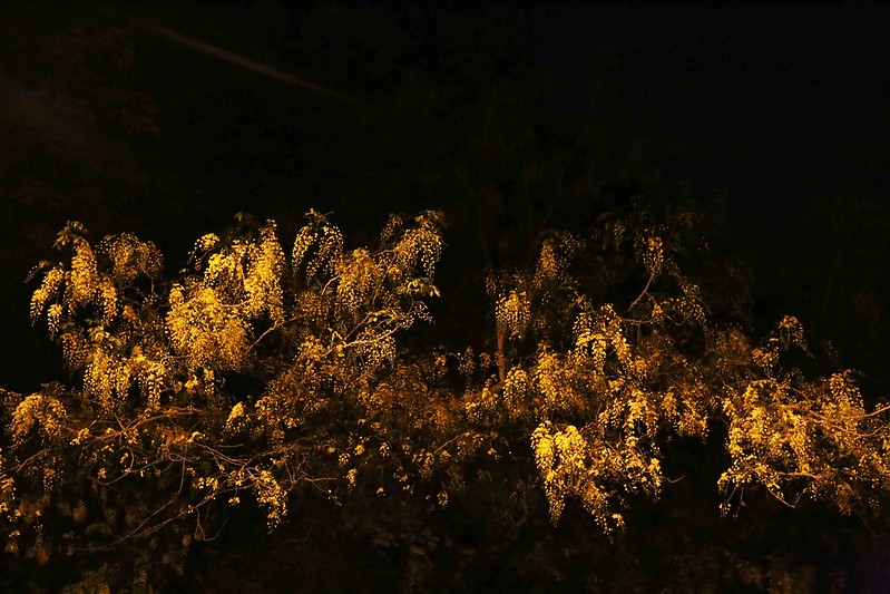 100 Things to Do Before You Quit Delhi – Stand Under Amaltas Trees at Midnight, Around Town