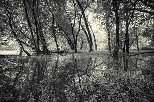 morning monochrome landscape blackwhite testshot desplainesriver canonefs1022 potawatomiwoods canoneosdmarkii