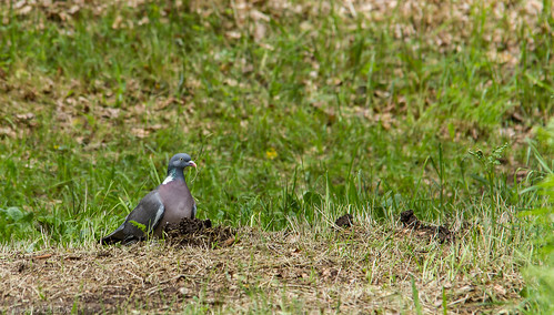 oiseau pigeonramier sigma150500mmf63 canoneos550d corrèze plateaudemillevache columbapalumbus columbidés columbiformes commonwoodpigeon bird