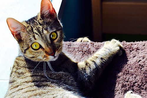 Tessy, guapísima gatita parda moteada de ojos cobrizos esterilizada nacida en Julio´14, en adopción. Valencia. ADOPTADA. 15348897874_c90a16388d