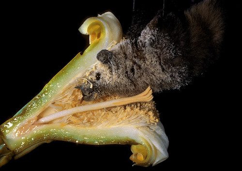 A lesser long-nosed bat pollinates a cross section of a saguaro cactus flower. Photo by Merlin D. Tuttle, Bat Conservation International.