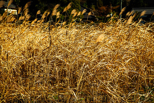 japan chiba fujixpro1