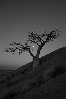 Moon & Tree