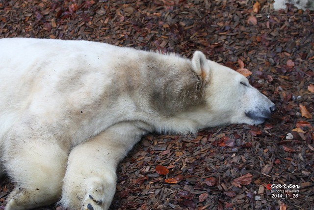Polar Bear Giovanna 2014_11_26 109