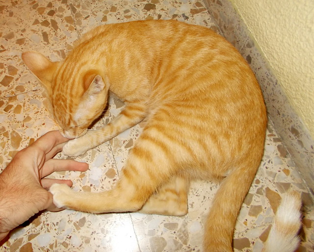 Richie, gatito naranja de ojos miel, un caramelo nacido en Junio´14 necesita hogar. Valencia. ADOPTADO. 15752935492_4260a9313c_z