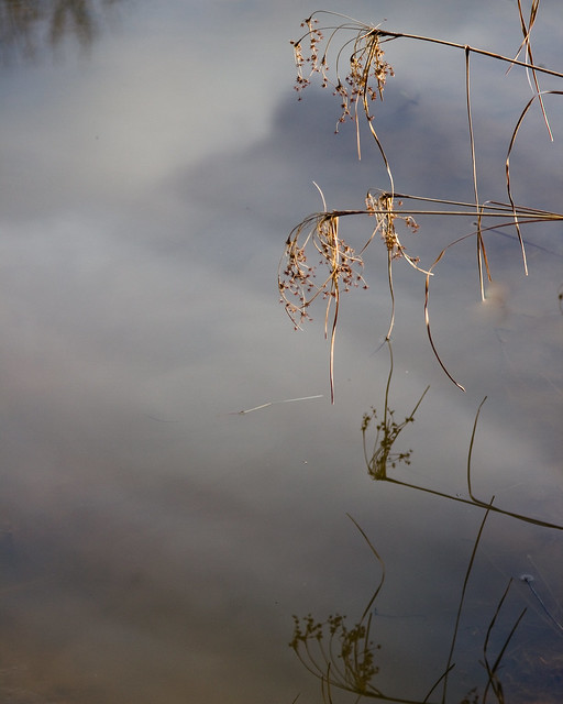 Rushes and Reflections