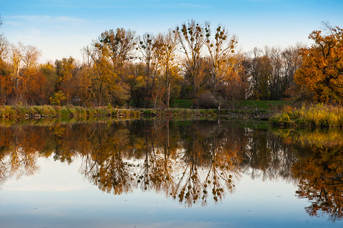 trees lake reflections österreich au tranquil niederösterreich indiansummer marchegg auwald