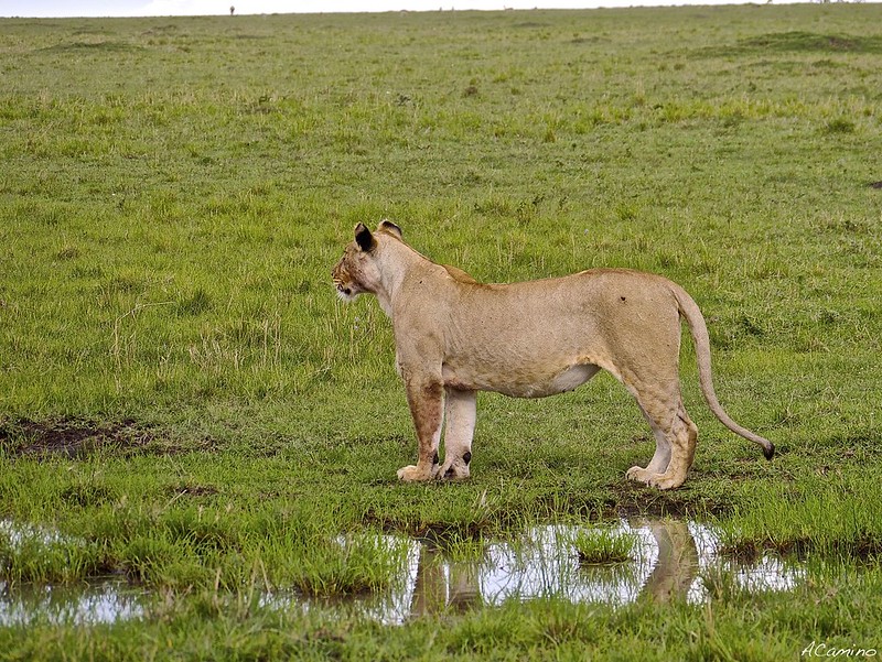12 días de Safari en Kenia: Jambo bwana - Blogs de Kenia - Gran dia en el M.Mara viendo cazar a los guepardos (49)