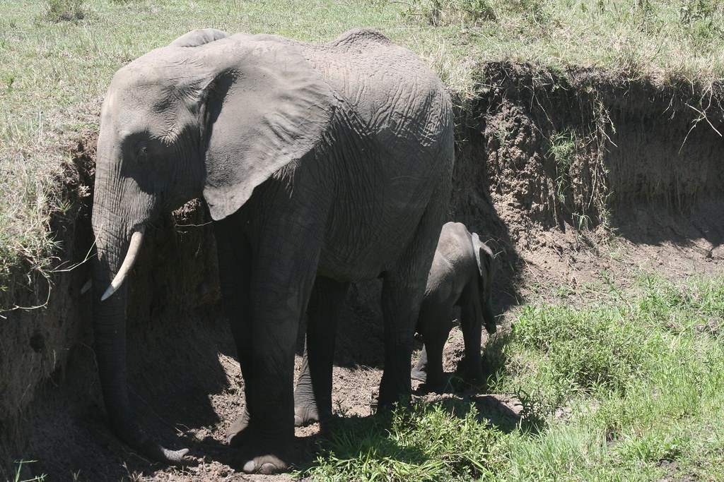 MEMORIAS DE KENIA 14 días de Safari - Blogs de Kenia - MASAI MARA IV (52)