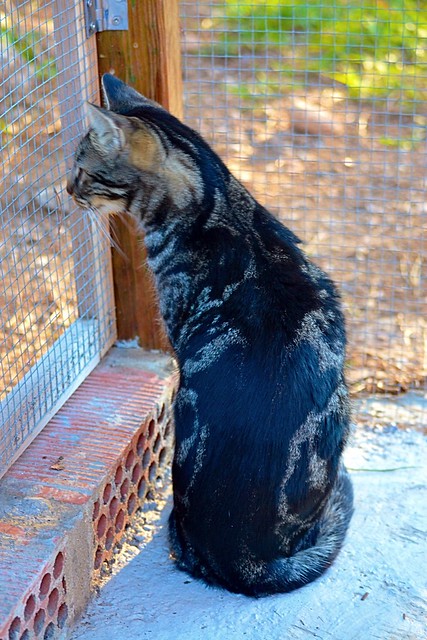 Bosco, gato pardo y negro tabby espectacular, nacido en Julio´13, en adopción. Valencia. ADOPTADO. 15619875873_015567c3d0_z