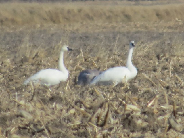 Trumpeter Swans in Marion County, MO