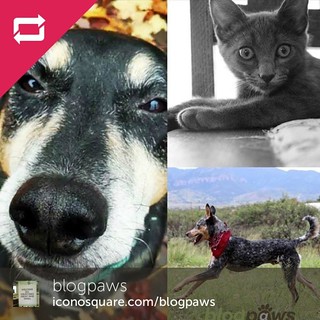 Tut was one of the @blogpaws October photo contest winners!! #dogstagram #coonhoundmix #rescued #adoptdontshop #houndmix #seniordog #ilovebigmutts #ilovemydogs #mybaby