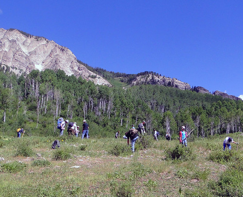 Volunteers armed with shovels and picks remove clusters of houndstongue from a high elevation meadow in the Raggeds Wilderness on the Gunnison and White River National Forests. (U.S. Forest Service/Dan Gray)