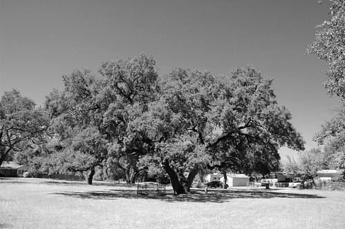 park blackandwhite bw tree cemetery grave oak texas tx tombstone pioneer uvalde