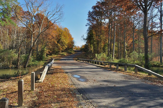 Scenic park road inside Chippokes State Park