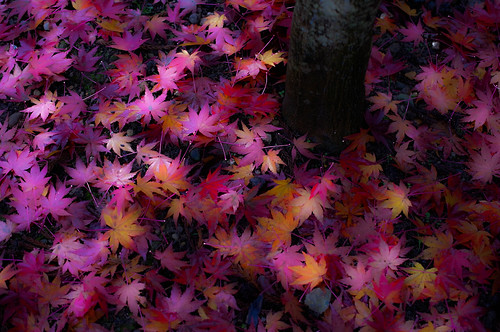 Autumn Color 7